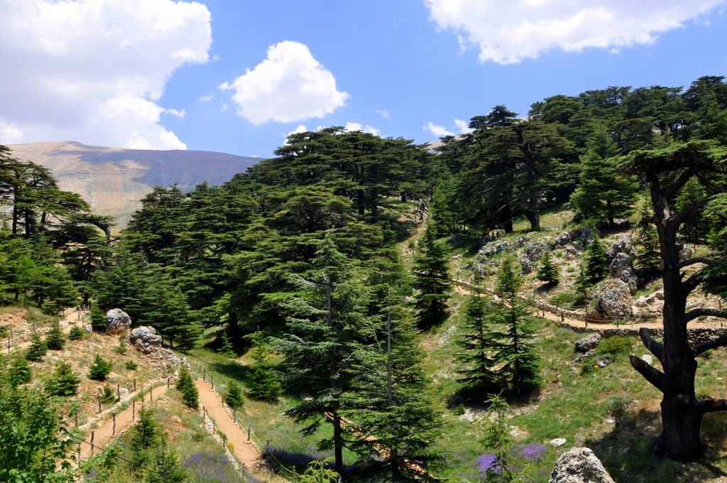 Chouf